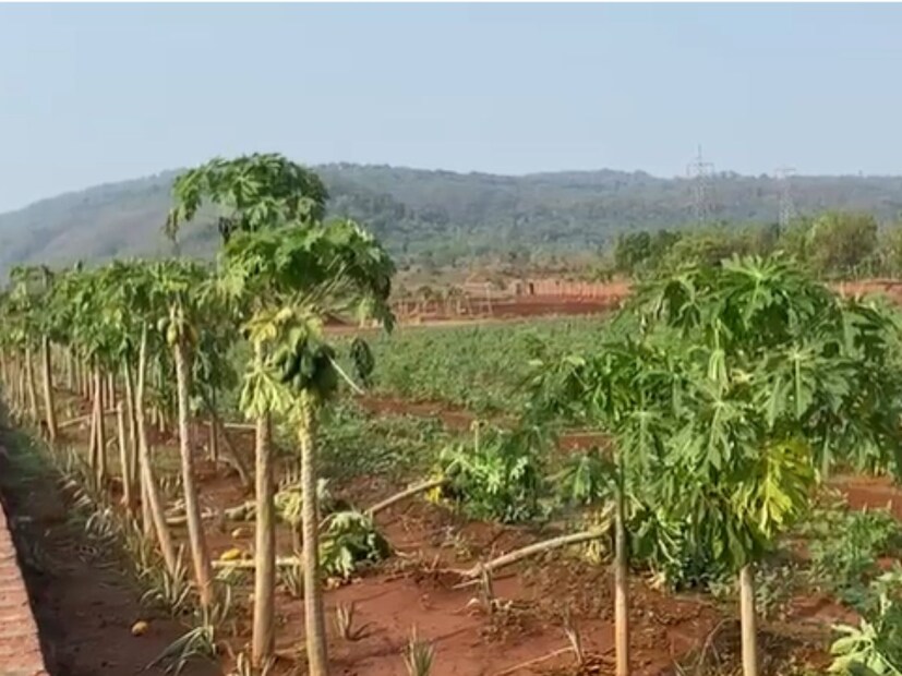 खेड तालुक्यातील विरळ येथील प्रगतशील शेतकरी सदानंद कदम यांचं या अवकाळीच्या तडाख्यात मोठं नुकसान झालं आहे. 