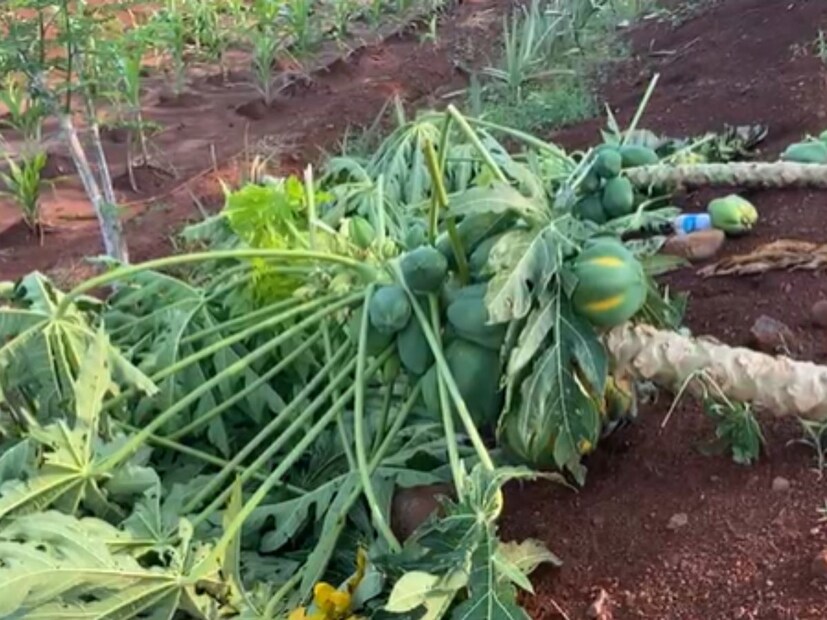 अवकाळी पावसामुळे त्यांचा केळी आणि पपईचा सुमारे 25 एकराचा बाग जमिदोस्त झाला आहे. हजारो पपई आणि केळीची झाडं जमिनीवर कोसळली आहेत. 