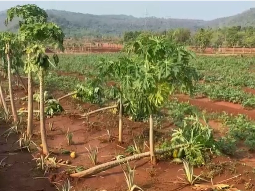 या अवकाळी पावसामध्ये अंबा उत्पादक शेतकऱ्यांचं देखील मोठं नुकसानं झालं आहे, ऐन हातातोंडाशी आलेला घास हिरावला गेला आहे. 