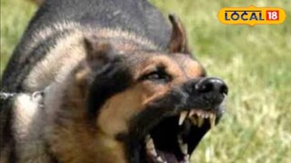 डॉग बाइट हा 3 प्रकारांमध्ये विभागला जातो.