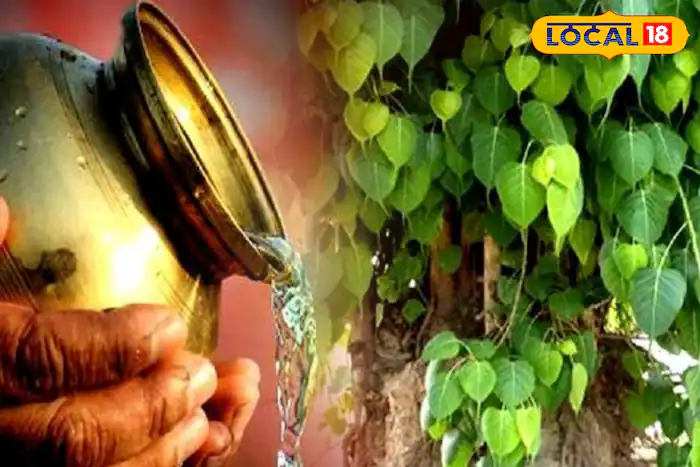 पिंपळाच्या झाडात भगवान विष्णुचा वास असतो. अशावेळी अमावस्येच्या दिवशी पिंपळाच्या झाडाला पाणी टाकावे आणि पितरांच्या मोक्षासाठी प्रार्थना करावी. भगवान विष्णुचे स्मरण करावे. तुम्हा पितृदोषापासून मुक्ती मिळेल. 