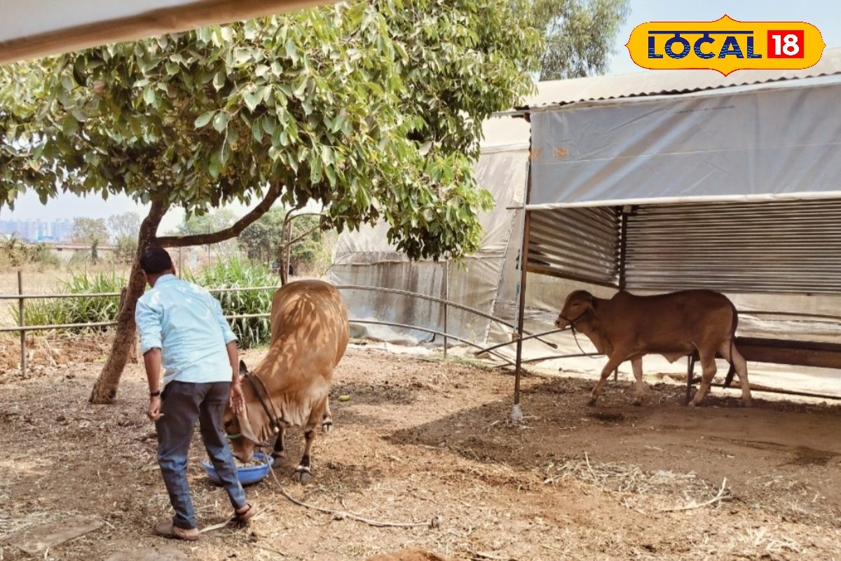 एक देशी गाय से हर महीने 30 हजार की कमाई, किसान ने सीधे बताया हिसाब, वीडियो एक देशी गाय से हर महीने 30 हजार की कमाई, किसान ने सीधे बताया हिसाब, वीडियो