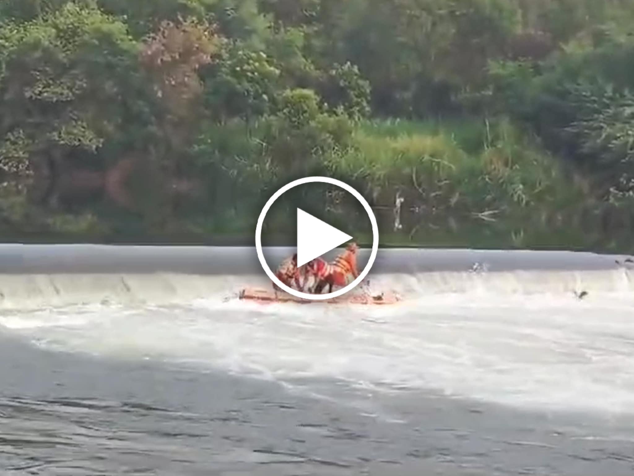 प्रवरा नदीत भोवऱ्यात बोट सापडली अन्.. SRDF पथक बुडतानाचा Live Video