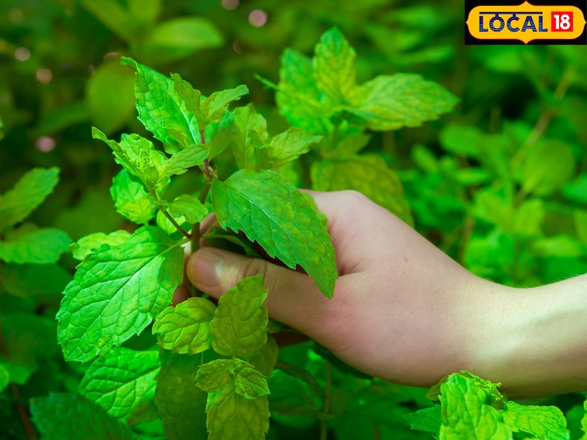सर्वात आधी पुदिना पाण्यात घालून व्यवस्थित धुवून घ्या. मग पुदिन्याची पानं मोकळी करा. ही पानं पुढे वाटून घ्यायची आहेत. 