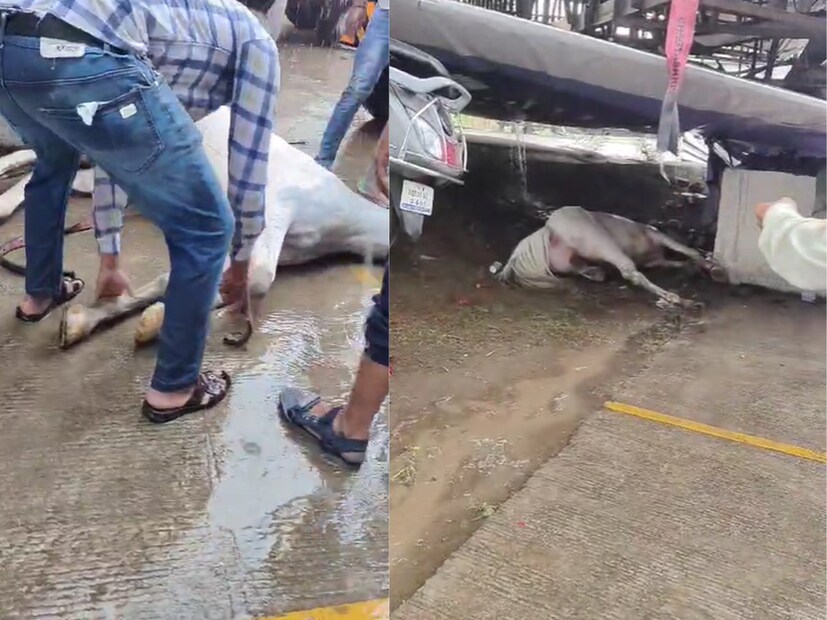 नवरदेवाला मिरवणुकीसाठी आणलेला घोडा सुद्धा होर्डिंग अंगावर पडल्यामुळे गंभीर जखमी झालाय. यामध्ये बँड पथकाचं मोठं नुकसान झालं असून त्यांचा घोडा गंभीर जखमी झाला आहे.