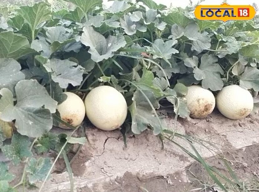 खरबूजाचे सेवन केल्याने तणावही कमी होतो. तसेच झोप येत नसेल तर या आजारावरही हे फळ फायदेशीर आहे. पण जर जास्त प्रमाणात पचनसंस्थेला खराब करते. यामुळे जुलाब, उलट्या आणि अपचन यांसारख्या समस्या होऊ शकतात.