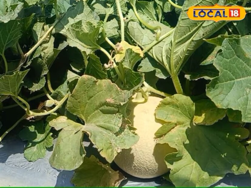 खरबूजाच्या बिया आणि फळाची साल बारीक करून चेहऱ्यावर लावल्याने डाग दूर होण्यास मदत होते. चेहऱ्याची त्वचा मऊ आणि चमकदार असते, अशी माहितीही त्यांनी दिली. (सूचना - इथं दिलेली माहिती तज्ज्ञांशी केलेल्या चर्चेवर आधारित आहे. ही एक सामान्य माहिती आहे. कोणताही व्यक्तीगत सल्ला नाही. आपण कोणत्याही पदार्थाचं सेवन करण्याआधी याबद्दल डॉक्टर किंवा तज्ज्ञांचा सल्ला घ्यावा. संबंधित माहितीसाठी लोकल18 जबाबदार नसेल)