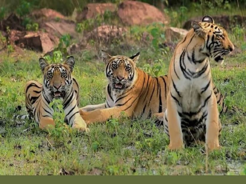 भारतातील वाघांची घटती संख्या,  वाघांच्या अस्तित्त्वाला धोका निर्माण झाल्याची जाणीव झाल्यानंतर देशात व्याघ्र संरक्षणासाठी प्रयत्न सुरू झाले. वाघांची शिकार, वाघांच्या कातडीच्या विक्रीवरही बंदी आली. त्यानंतर वाघांच्या संवर्धनाचा विचार होऊन व्याघ्र प्रकल्पाचा विशेष दर्जा निर्माण झाला. (फाईल फोटो)