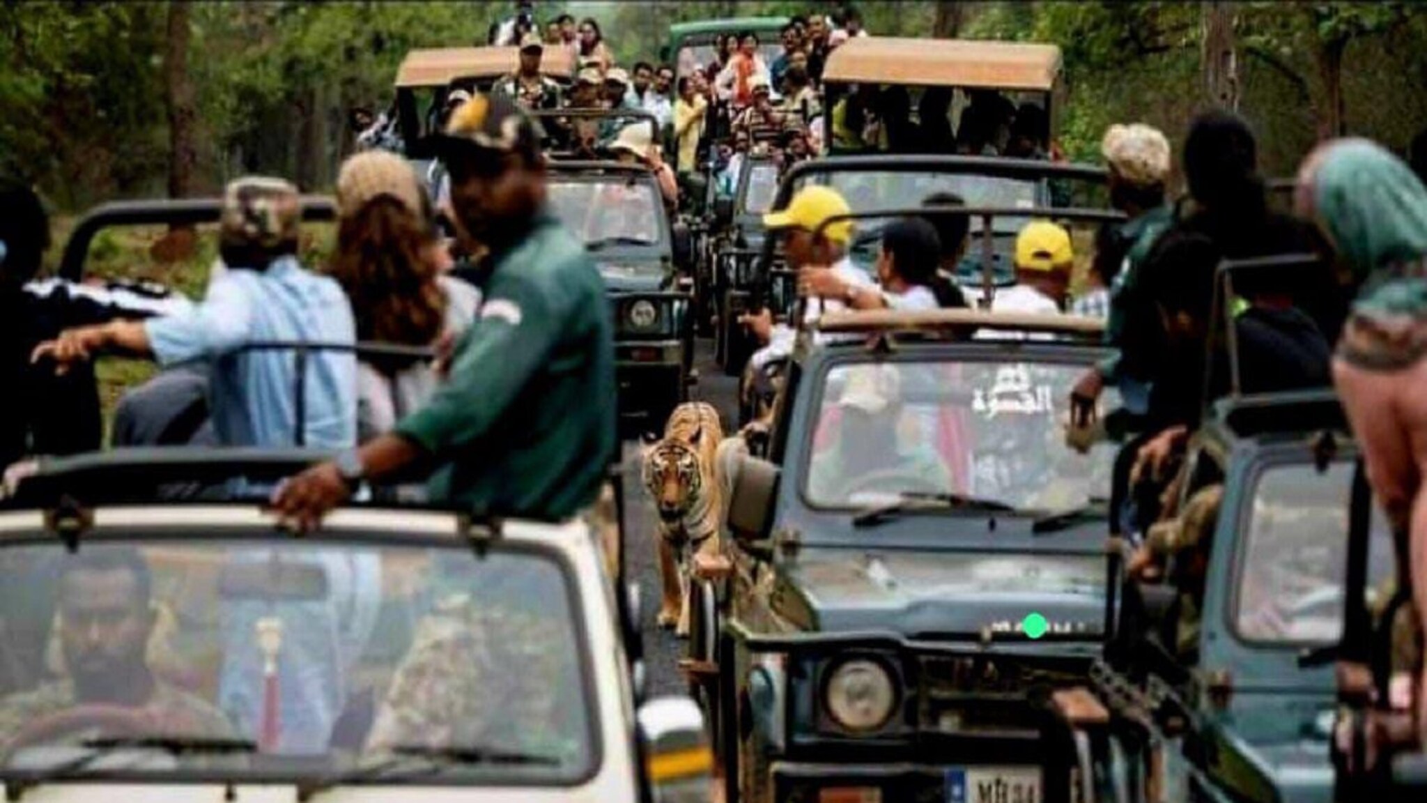 Tadoba Tiger : प्राण्यांच्या जंगलात माणसांची गर्दी; ताडोबात वाघाला घेरलं पर्यटकांनी