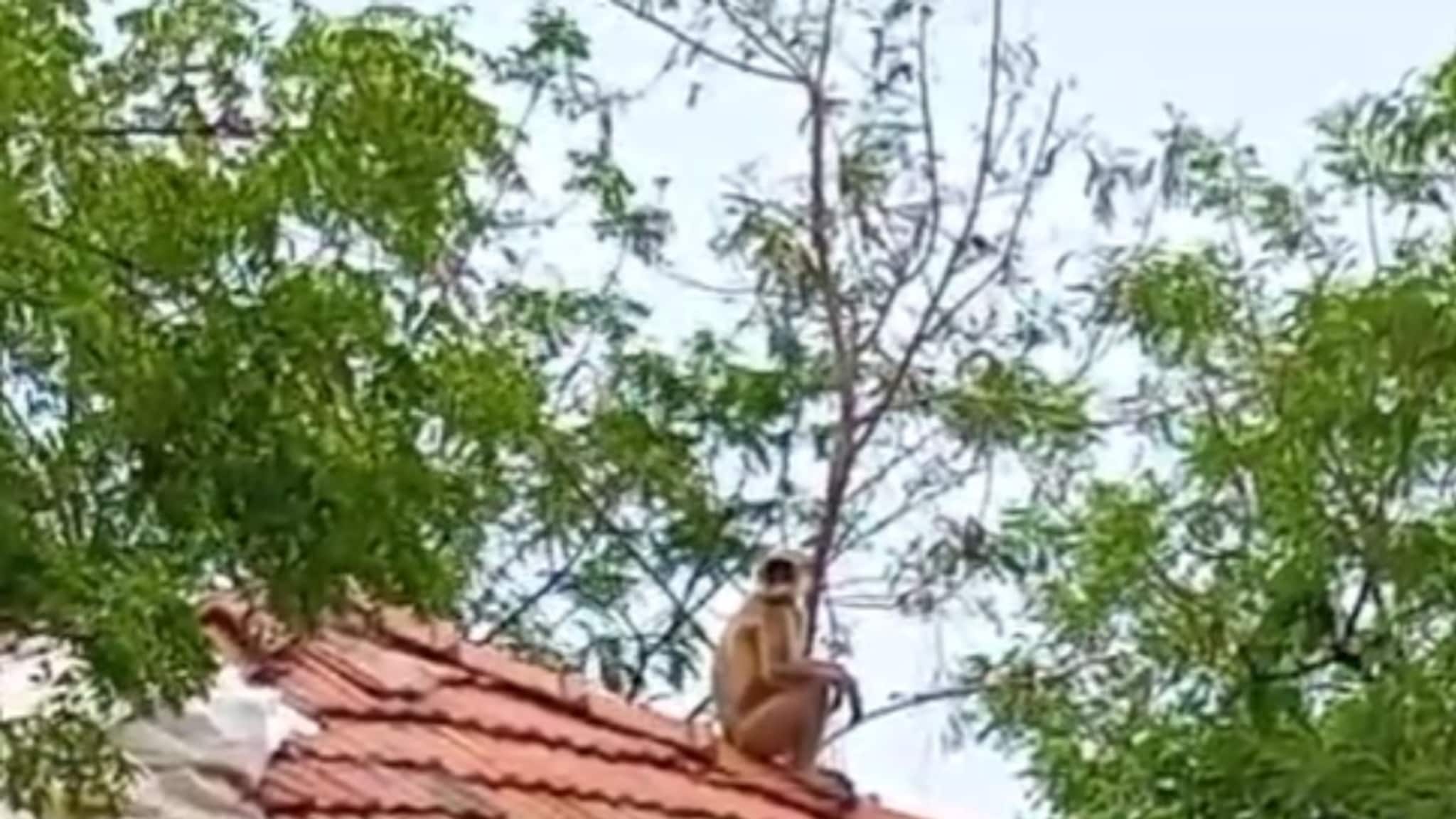 Nanded News : नांदेडमध्ये वानरांच्या टोळीची दहशत, अनेकांना घेतला चावा, चिमुकली जखमी