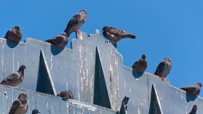 पक्ष्यांची विष्ठा जीवघेणी?