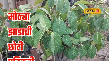 आता
