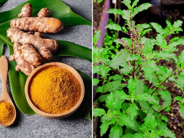 शरीरातील कोलेस्ट्रॉल राहील नियंत्रित! तुळस आणि हळदीचे या उपायांनी होईल फायदा