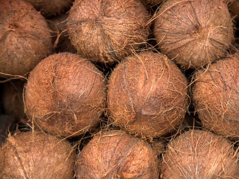 हे फळ आहे नारळ. भारतीय रेल्वेच्या नियमांनुसार फळांच्या बाबतीत नारळ वगळता सर्व फळे प्रवासी गाड्यांमध्ये वाहून नेली जाऊ शकतात असं स्पष्टपणे नमूद केलं आहे. नारळाचा बाहेरील भाग ज्यामध्ये गवतासारखा तंतुमय पदार्थ असतो तो ज्वलनशील मानला जातो. या भागामुळे आगीचा धोका वाढतो. म्हणून हे फळ गाड्यांमध्ये नेण्यास मनाई आहे.