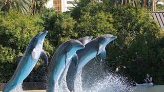 समुद्रातच होतो हा भयावह खेळ