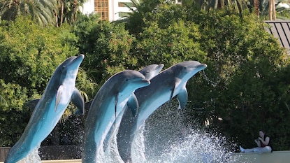 समुद्रातच होतो हा भयावह खेळ समुद्रातच होतो हा भयावह खेळ