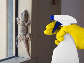 2 मिनिटांत घरातील पाली पळून जातील; फक्त घराच्या कोपऱ्यांमध्ये ठेवा या 3 वस्तू..