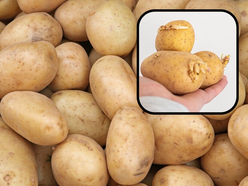 बटाटे अनेक घरांमध्ये साठवले जातात, जेणेकरून गरजेनुसार ते बाजारातून पुन्हा पुन्हा आणावे लागू नयेत. पण ते साठवण्याच्या पद्धती फार कमी लोकांना माहीत आहेत. तुम्हालाही तुमच्या घरात बटाटे दीर्घकाळ साठवायचे असतील तर काही पद्धती तुमचा त्रास कमी करू शकतात. बटाटे अनेक घरांमध्ये साठवले जातात, जेणेकरून गरजेनुसार ते बाजारातून पुन्हा पुन्हा आणावे लागू नयेत. पण ते साठवण्याच्या पद्धती फार कमी लोकांना माहीत आहेत. तुम्हालाही तुमच्या घरात बटाटे दीर्घकाळ साठवायचे असतील तर काही पद्धती तुमचा त्रास कमी करू शकतात.