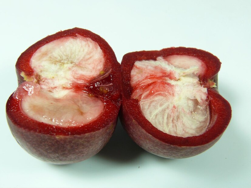 कोकम फळाच्या सालीमध्ये भूक कमी करणारे अनेक पोषक घटक असतात. ऊर्जा वाढवते आणि चयापचय वाढवते. याचे सेवन केल्याने वजन बऱ्याच अंशी नियंत्रणात ठेवता येते. कोकमचा सरबत प्यायल्याने रक्तातील साखरेची पातळीही नियंत्रित राहते. हे ऑक्सिडेशनचे प्रमाण कमी करते आणि चयापचय सुधारते. 