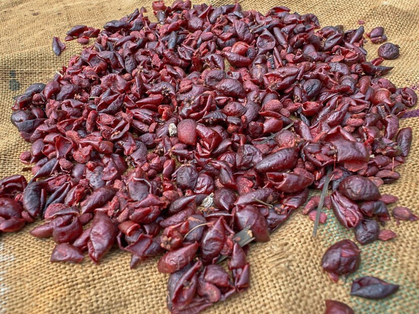 (इथं दिलेली माहिती तज्ज्ञांशी केलेल्या चर्चेवर आधारित आहे. ही एक सामान्य माहिती आहे. कोणताही व्यक्तीगत सल्ला नाही. आपण कोणत्याही पदार्थाचं सेवन करण्याआधी याबद्दल डॉक्टर किंवा तज्ज्ञांचा सल्ला घ्यावा. संबंधित माहितीसाठी न्यूज18 मराठी जबाबदार नसेल.)