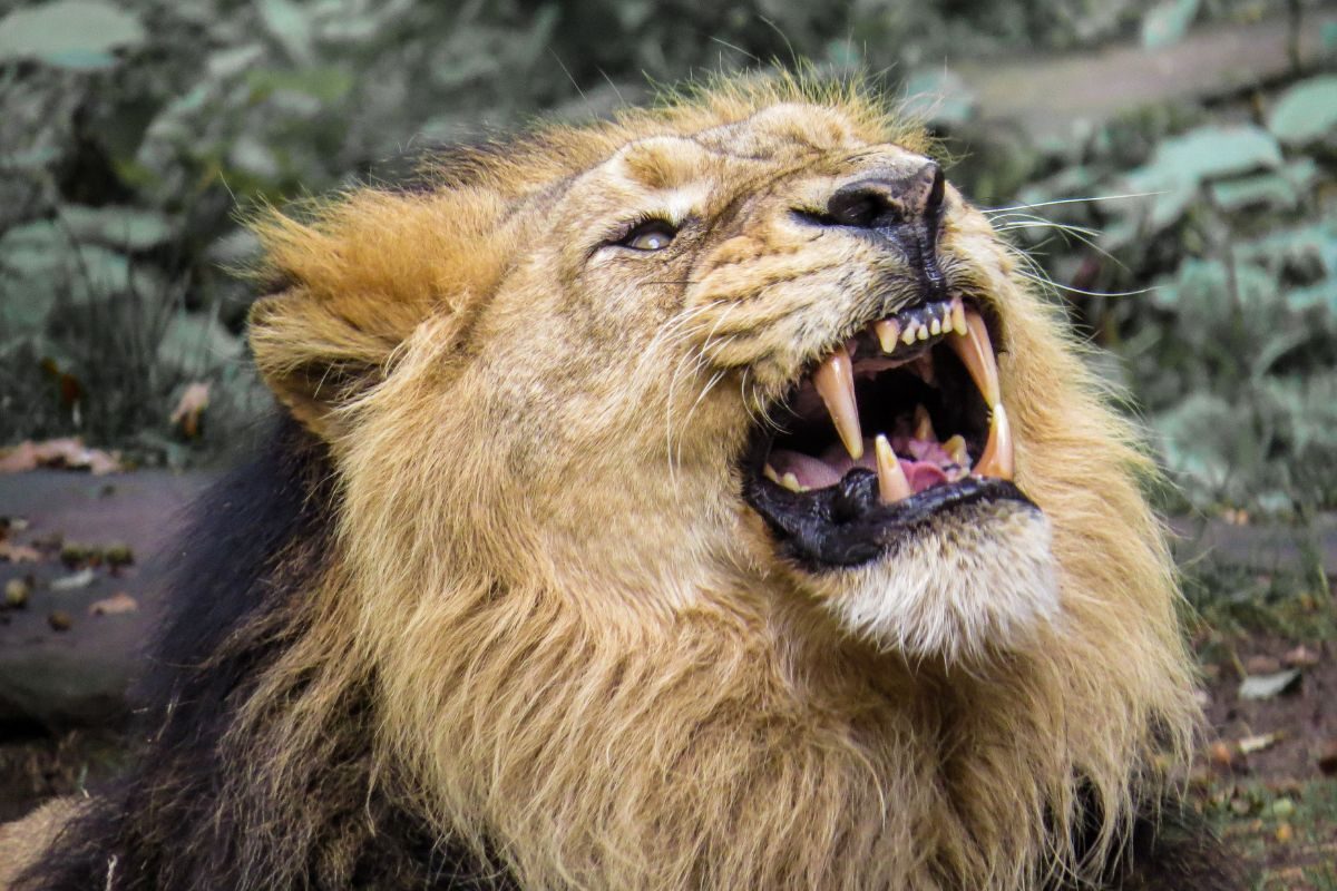 केवल एक दाँत की सड़न एक वन साम्राज्य की मृत्यु का कारण बन सकती है, लेकिन यह कैसे संभव है? केवल एक दाँत की सड़न एक वन साम्राज्य की मृत्यु का कारण बन सकती है, लेकिन यह कैसे संभव है?