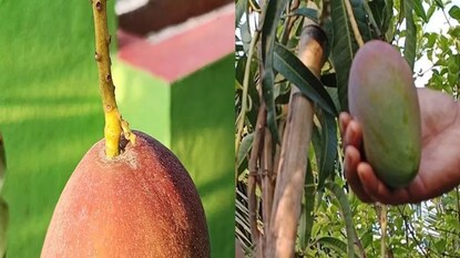 सर्वात महाग आंबा