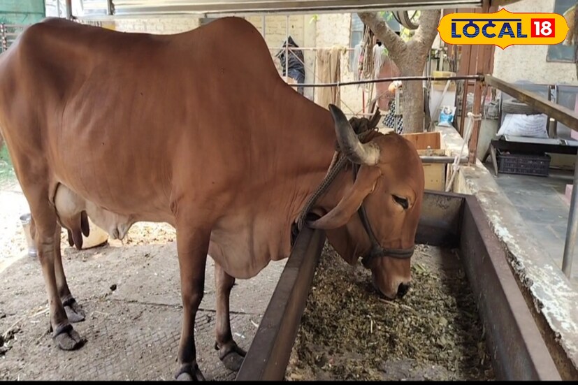 दिवसाला सरासरी 1 हजार रुपये मिळतात. त्यामुळे महिन्याकाठी 30 हजारांपर्यंतचे उत्पन्न एका गाईपासून मिळते. तेसच गाईपासून मिळणारे गोमय, गोमुत्र, गौऱ्या यातूनही त्यांना अधिकचा नफा होतो, असेही बोडके यांनी सांगितले.