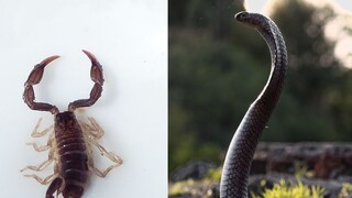 प्रतिकात्मक फोटो