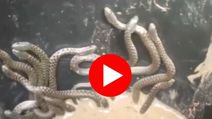 घरातील टॉयलेटमध्ये निघाले 35 साप घरातील टॉयलेटमध्ये निघाले 35 साप