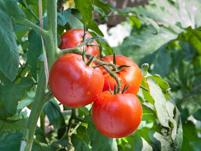  इतकेच नाही, तर <a href="https://news18marathi.com/photogallery/lifestyle/summer-food-storage-tips-how-to-store-tomatoes-without-refrigerator-tomato-storing-tips-in-summer-mhpj-1177913.html">टोमॅटोच्या</a> बियांमध्ये लेक्टिन नावाचे प्रोटीन असते, जे इतर पोषक घटकांना चिकटून राहते आणि सेल्युलर डिसफंक्शनला कारणीभूत ठरते. लेक्टिन्स तुमच्या आतड्याला त्रास देऊ शकतात आणि यामुळे तुम्हाला आम्लपित्त होऊ शकते.