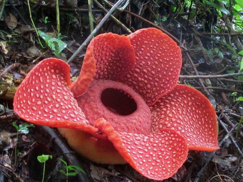 जगभरात अनेक वेगवेगळ्या गोष्टी काहीतरी चांगल्या आणि वाईटसाठी प्रसिद्ध असतात. असंच एक फूल आहे जे सर्वात मोठं आहे मात्र त्याचा वास खूप घाण आहे. मात्र हे फूल पाहतात त्यांना भाग्यवानही म्हटलं जातं. जगभरात अनेक वेगवेगळ्या गोष्टी काहीतरी चांगल्या आणि वाईटसाठी प्रसिद्ध असतात. असंच एक फूल आहे जे सर्वात मोठं आहे मात्र त्याचा वास खूप घाण आहे. मात्र हे फूल पाहतात त्यांना भाग्यवानही म्हटलं जातं.