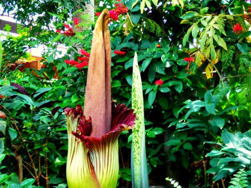 जेव्हा हे फूल फुलते तेव्हा ते जवळचे तापमान वाढवते. त्याच्या आजूबाजूचे तापमान 37 अंश सेल्सिअस असते. त्यामुळे जवळची हवा गरम होऊन चिमणीसारखा परिणाम दिसून येतो. यामुळे हवेत दुर्गंधी पसरते, ज्यामुळे परागकण करणारे कीटक कुजलेल्या मांसाच्या वासाकडे आकर्षित होतात.