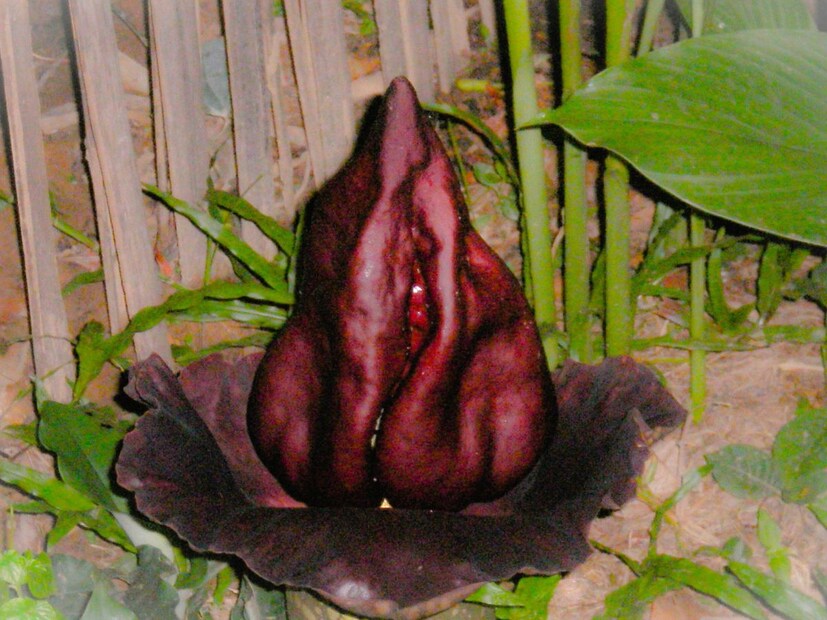 प्रेताचे फूल एकदा फुलले की ते मरत नाही. काही दिवसांनंतर स्पॅथ सुकते आणि पडते आणि जर परागकण झाले तर वनस्पती लवकरच शेकडो लहान, सोनेरी रंगाची फळे देते. मनुका सारख्या बिया पिकतात आणि सोनेरी किंवा केशरी रंगाच्या होतात, जे 5-6 महिन्यांनंतर गडद लाल होतात. यानंतर फूल सुकते.