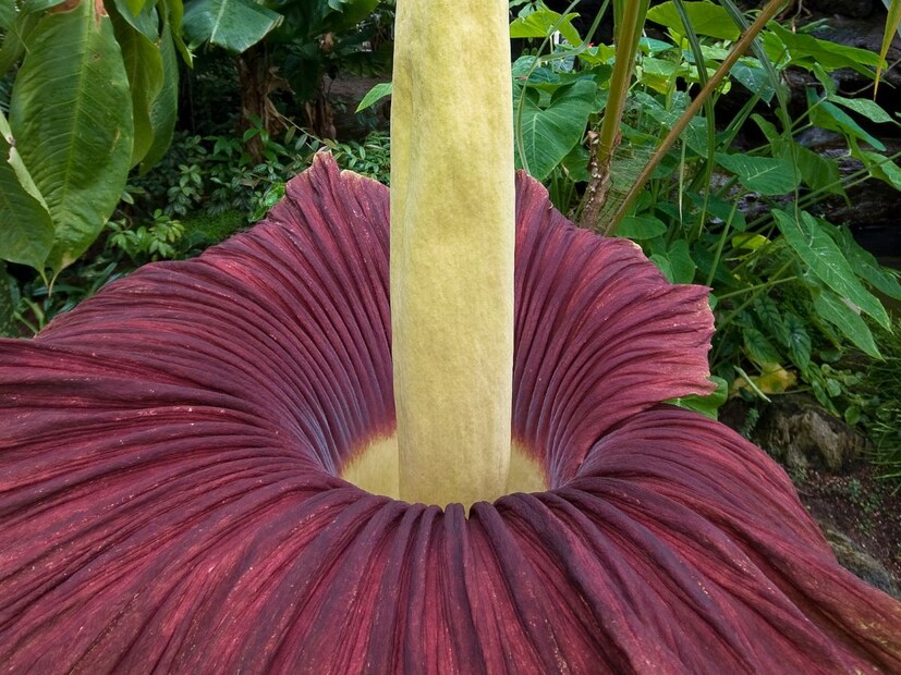 प्रेताच्या फुलाची आणखी एक खास गोष्ट म्हणजे त्यावर फुले उमलतील की नाही हे सांगणे कठीण आहे. आणि जर ते फुलले तर ते कधी फुलतील? कधी कधी 6-7 वर्षात लागतात तर कधी फुलं यायला दशकं लागतात. 