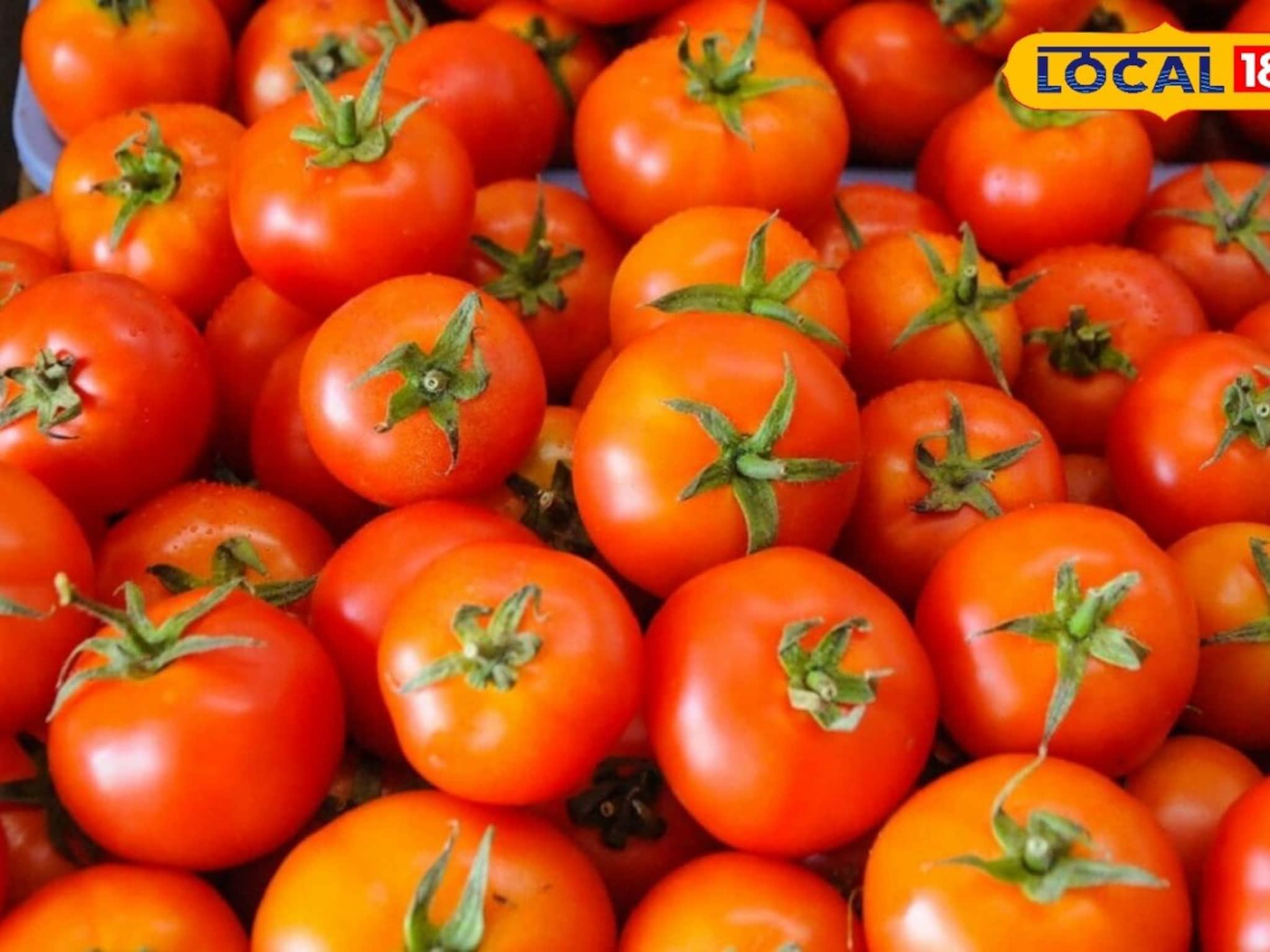 रोजच्या जेवणातल्या टोमॅटोच्या लागवडीतून होऊ शकता लखपती! शेतकऱ्यांनी दिल्या टिप्स