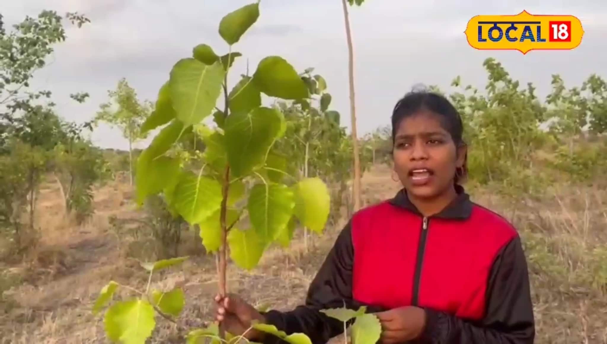 दुष्काळी माणमध्ये फुलवली वनराई, साताऱ्याच्या वनरक्षितेची कमाल, Video पाहून तुम्ही कराल कौतुक