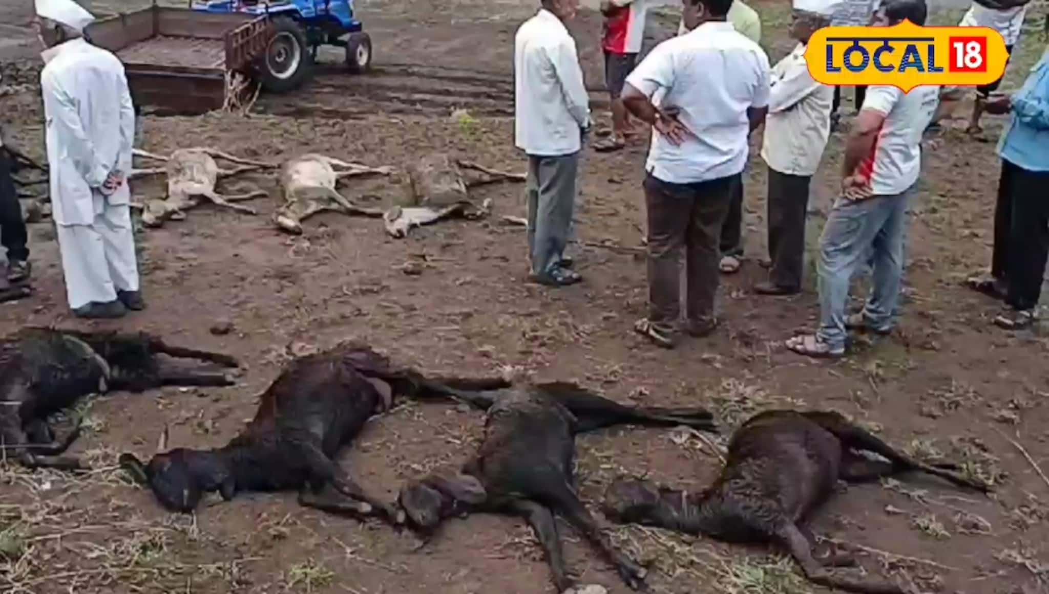 क्षणात होत्याचं नव्हतं झालं! साताऱ्यात आस्मानी संकट, वीज पडून 50 मेंढ्यांचा जागीच मृत्यू