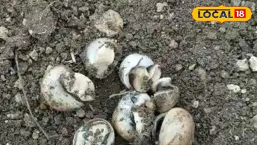 गोगलगाय 