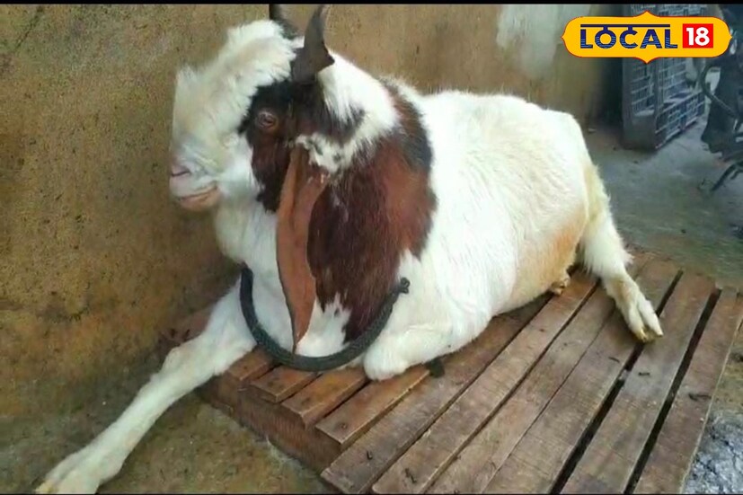 गुलाम-ए-मुस्तफा पुण्याला पाठविण्यात आला, तेव्हा त्याला पाहण्यासाठी मोठी गर्दी जमली. टेम्पोमधून बोकड पाठविताना दस्तगीर बागवान आणि त्यांच्या संपूर्ण कुटुंबाचे मन भरून आले. पोटच्या मुलाप्रमाणे आम्ही बोकडाचा सांभाळ केल्याचे दस्तगीर यांनी सांगितले.