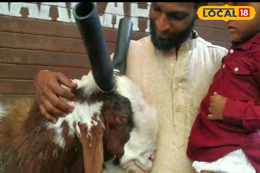 मागील वर्षी त्यांच्या बोकडाचे वजन 130 किलो होते. या वर्षीच्या बोकडाचे वजन हे विक्रमी ठरले आहे. सध्या या बोकडाची देशभरात चर्चा असून मागील महीनाभरापासून बोकड पाहण्यासाठी लोकांची गर्दी होत होती. 