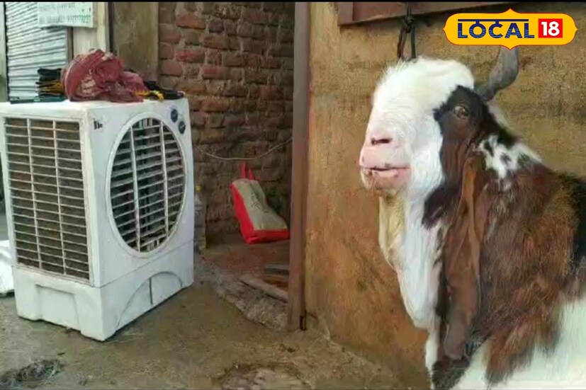 यासाठी दस्तगीर बागवान यांना रोज चार ते पाच तास द्यावे लागतात. शिवाय उन्हाळ्यात त्याच्या साठी स्वतंत्र कुलिंग व्यवस्था, आजारी पडल्यास डॉक्टर ही सर्व व्यवस्था केली जाते. 