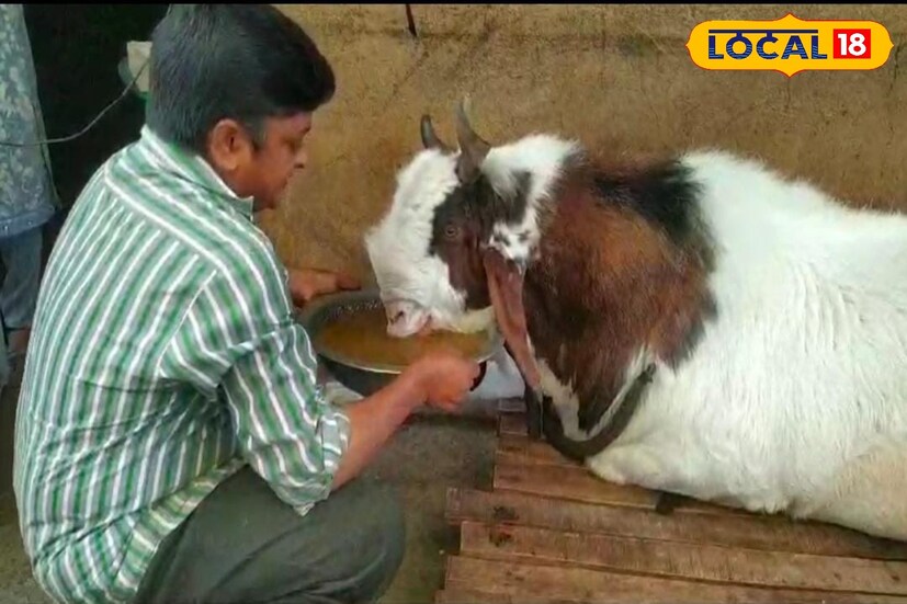 वर्षभर त्याचे मुलासारखे संगोपन करायचे. त्याला आवश्यक खुराक द्यायचा, असा त्यांचा नित्यक्रम असतो. रोज दोन लीटर दूध, सुका मेवा, हिरवी तरकारी, सफरचंद, मका, हरभरा, विविध प्रकारच्या डाळींचे मिश्रण हा गुलाम ए मुस्तफाचा रोजचा खुराक आहे. 