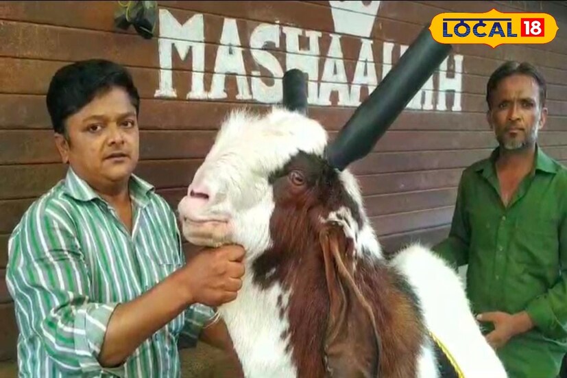 नुकतीच त्याची खरेदी पुणे येथील एका व्यक्तीने लाखोंच्या रकमेत केली आहे. दस्तगीर बागवान यांना खूप आधीपासून बोकड पाळायची आवड आहे. दीड वर्षाचा एखादा चांगल्या जातीचा बोकड खरेदी करायचा. 