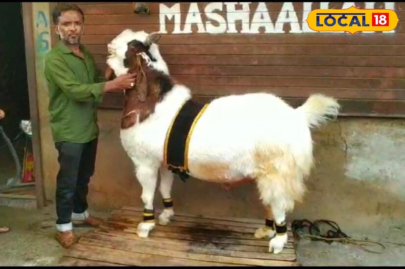 यंदा त्यांनी तयार केलेल्या बोकडांची पायापासून कमरे पर्यंत उंची ही चाळीस इंच व पाया पासून शिंगांपर्यंत उंची ही पाच फूट आहे. त्याची लांबी साडे पाच फूट आणि वजन तब्बल 170 किलो आहे. राजस्थान येथील कोटा जातीचा हा भारतातील सर्वात मोठा बोकड ठरला आहे. 