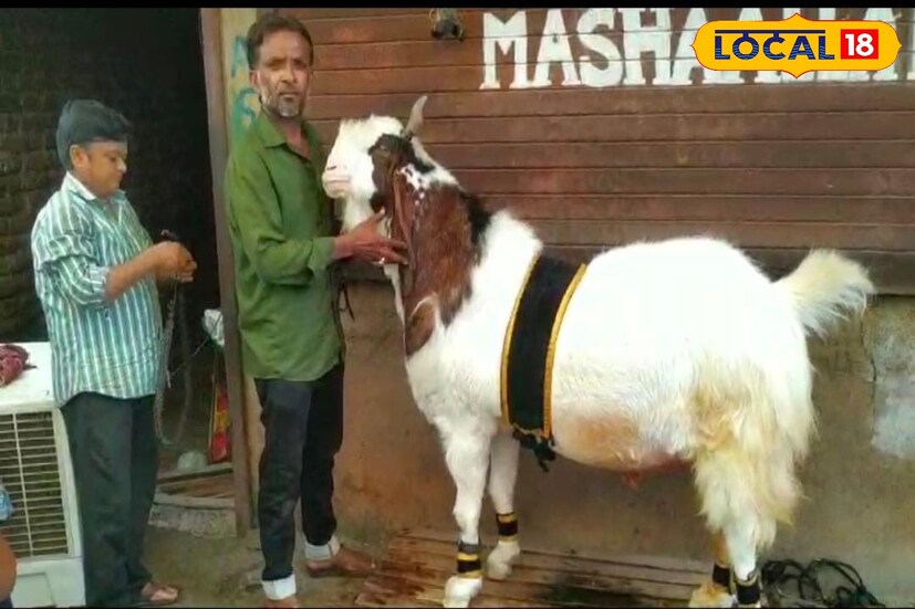 हा बोकड राजस्थान येथील कोटा जातीचा आहे. गुलाम-ए-मुस्तफाच्या खुराक आणि त्याची किंमत यांचं अनेकांना कुतूहल असतं. याबाबतच दस्तगीर बागवान यांनी माहिती दिली आहे. 