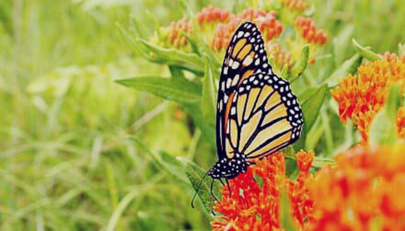 4) एल्विस बटरफ्लाय गार्डन - एल्विस बटरफ्लाय गार्डन हे 135 पेक्षा जास्त फुलपाखरांच्या प्रजातींचे घर आहे. इथे वेगवेगळ्या रंगाचे आणि ढंगाचे फुलपाखरू पाहायला मिळतात. पावसाळ्यात येथील फुलपाखरांची दृश्ये डोळ्यांची पारणे फिटवणारी असतात. तुम्हालाही फुलपाखरांबद्दल त्यांच्या प्रजातींबद्दल आणखी जाणून घ्यायचं असेल तर येत्या पावसाळ्यात या एल्विस बटरफ्लाय गार्डनला जाऊन यायला विसरू नका.