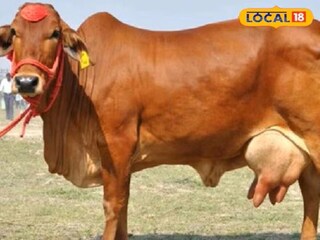 फाईल फोटो