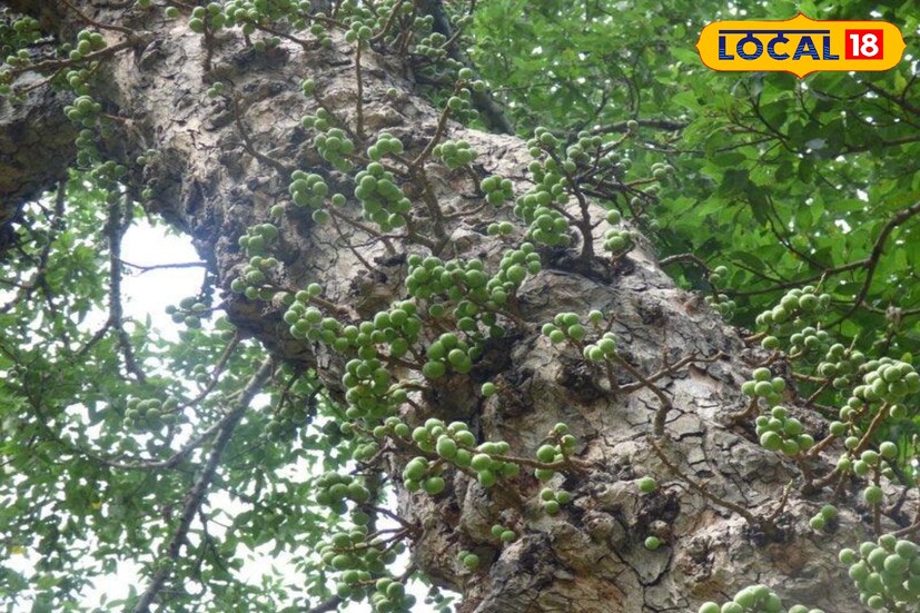 बऱ्याच जणांनी औदुंबर जलाविषयी ऐकले असेल. परंतु या औदुंबराच्या जलाचा कसा आणि किती फायदा होतो, हे कदाचित खूप कमी लोकांना ठाऊक असेल. इतर झाडांप्रमाणे औदुंबराच्या झाडाची मुळे देखील जमिनीखाली पाणी शोषून घेण्याचे काम करतात. मात्र औदुंबराच्या झाडाच्या मुळांनी शोषलेले पाणी हेच औदुंबराचे जल असते. याच पाण्याचे आपले शरीर तंदुरुस्त ठेवण्यासाठी अनेक उपयोग आहेत. याच बाबत <a href="https://news18marathi.com/maharashtra/kolhapur/">कोल्हापुरातील</a> आयुर्वेदतज्ज्ञ डॉ. अनिलकुमार वैद्य यांनी सांगितले आहे.  बऱ्याच जणांनी औदुंबर जलाविषयी ऐकले असेल. परंतु या औदुंबराच्या जलाचा कसा आणि किती फायदा होतो, हे कदाचित खूप कमी लोकांना ठाऊक असेल. इतर झाडांप्रमाणे औदुंबराच्या झाडाची मुळे देखील जमिनीखाली पाणी शोषून घेण्याचे काम करतात. मात्र औदुंबराच्या झाडाच्या मुळांनी शोषलेले पाणी हेच औदुंबराचे जल असते. याच पाण्याचे आपले शरीर तंदुरुस्त ठेवण्यासाठी अनेक उपयोग आहेत. याच बाबत <a href="https://news18marathi.com/maharashtra/kolhapur/">कोल्हापुरातील</a> आयुर्वेदतज्ज्ञ डॉ. अनिलकुमार वैद्य यांनी सांगितले आहे.
