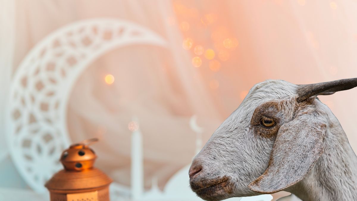 Bakra Eid : बकरी ईदला का देतात बकऱ्याची कुर्बानी? काय आहे यामागची ...