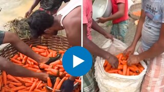 गाजर पाहून तोंडाला सुटतं पाणी? 